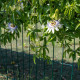 Mučenka modrá - Passiflora caerulea - semena mučenky - 5 ks
