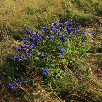 Hořec tolitovitý - Gentiana asclepiadea - pěstování