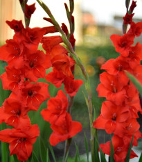 Gladiol Hunting song červený - Gladiolus - hlízy mečíku - 3 ks