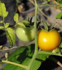 Rajče Zlatá královna - Solanum lycopersicum - semena rajčete - 10 ks