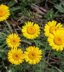 Rmen barvířský - Anthemis tinctoria - semena rmenu - 500 ks