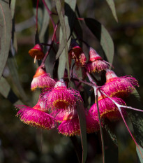 Eukalyptus caesia Magna - Blahovičník - Eucalyptus caesia - semena eukalyptu - 10 ks