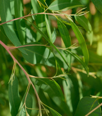 Eukalyptus vejčitolistý - Blahovičník – Eucalyptus ovata - semena eukalyptu - 10 ks