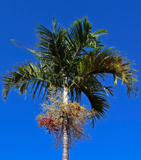 Palma - Carpentaria acuminata - semena palmy - 4 ks