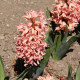 Hyacint Apricot Passion - Hyacinthus - cibule hyacintu - 1 ks