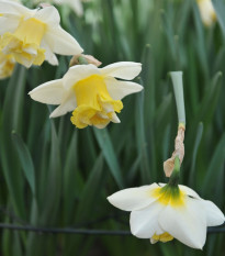 Narcis Popeye - Narcissus - cibule narcisu - 3 ks