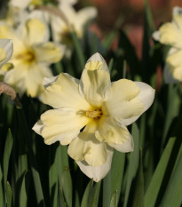 Narcis Cassata - Narcissus - cibule narcisu - 3 ks