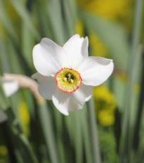 Narcis Dreamlight - Narcissus - cibule narcisu - 3 ks