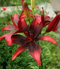 Lilie Strawberry Event - Lilium - cibule lilie - 1 ks