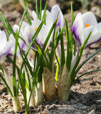 Krokus Blue Bird - Crocus chrysanthus - hlízy krokusu - 3 ks