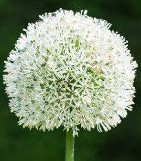 Česnek White Giant - Allium - cibule okrasného česneku - 1 ks