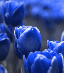 Tulipán Triumph Blue - Tulipa - cibule tulipánu - 3 ks