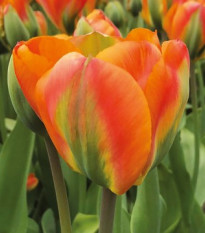 Tulipán Orange Marmelade - Tulipa - cibuloviny - 3 ks