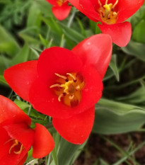 Tulipán Showinner - Tulipa - cibule tulipánu - 3 ks