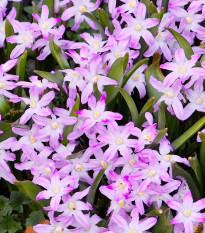 Ladonička Pink Giant - Chionodoxa forbesii - cibule ladoničky - 5 ks