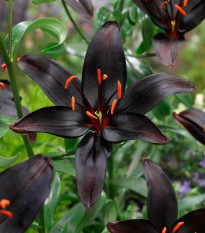 Lilie Blacklist - Lilium - cibule lilie - 1 ks