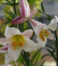 Lilie Regale - Lilium regale - cibule lilie - 1 ks