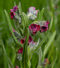 Užanka lékařská - Cynoglossum officinale - semena užanky - 10 ks