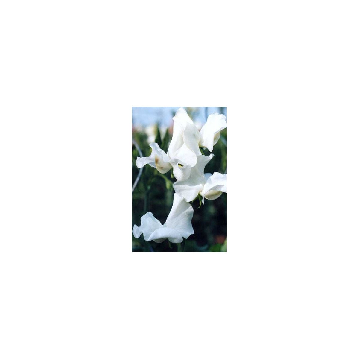 Hrachor vonný královský bílý - Lathyrus odoratus - semena hrachoru - 20 ks