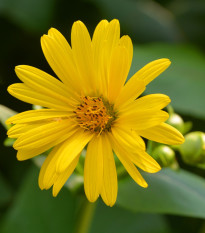 Mužák prorostlý - Silphium perfoliatum - semena mužáku - 8 ks