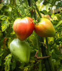 Rajče Oxheart Pink - Solanum lycopersicum - semena rajčete - 5 ks