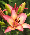 Lilie Rosellas Dream - Lilium - cibule lilie - 1 ks