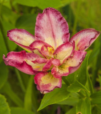 Lilie Double Sensation - Lilium - cibule lilie - 1 ks