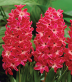 Hyacint Red Glory - Hyacinthus - cibule hyacintu - 1 ks