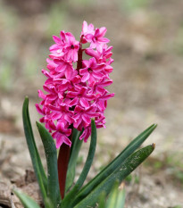 Hyacint Miss Saigon - Hyacinthus - cibule hyacintu - 1 ks