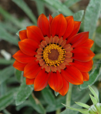 Gazánie Frosty Kiss Red F1 - Gazania rigens - semena gazánie - 12 ks