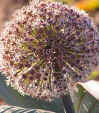 Česnek Karatavský - Allium karataviense - cibule okrasného česneku - 3 ks