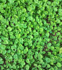 Stříbrný déšť Emerald Falls - Dichondra argentea - semena stříbrného deště - 6 ks