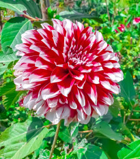 Jiřinka Red and White Fubuki - Dahlia - hlízy jiřinky - 1 ks