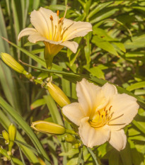 Denivka Longsfield Pearl - Hemerocallis - hlízy denivky - 1 ks