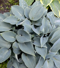 Bohyška - Hosta Canadian Blue - hlízy bohyšky - 1 ks