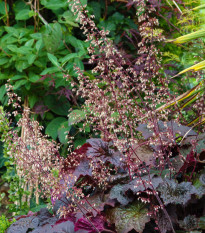 Dlužicha Purple Palace - Heuchera - prostokořenné sazenice dlužichy - 1 ks