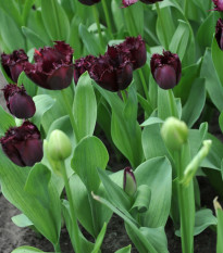 Tulipán Fringed Black - Tulipa - cibule tulipánu - 3 ks