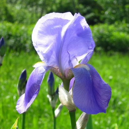 Kosatec německý modrý - Iris germanica - hlízy kosatce - 1 ks