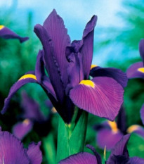 Kosatec holandský Purple Sensation - Iris hollandica - cibulky kosatce - 3 ks