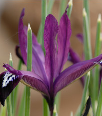 Kosatec síťkovaný Pauline - Iris reticulata - cibulky kosatce - 3 ks