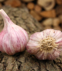 Sadbový česnek Skalka - Allium sativum - paličák - cibule česneku - 1 balení