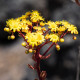 Růžicovka - Aeonium spathulatum - semena růžicovky - 8 ks