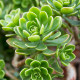 Růžicovka - Aeonium spathulatum - semena růžicovky - 8 ks