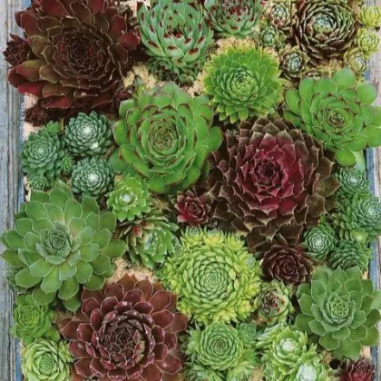 Netřesk - Skalní růže směs - Sempervivum hybridum - semena netřesku - 30 ks