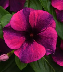 Barvínek Tatoo Black Cherry - Catharanthus roseus - semena barvínku - 30 ks