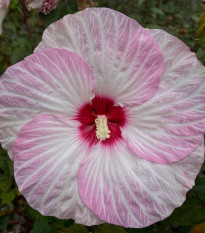 Ibišek bahenní Nippon Blush F1 - Hibiscus moscheutos - semena ibišku - 5 ks