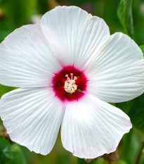 Ibišek bahenní Nippon White F1 - Hibiscus moscheutos - semena ibišku - 5 ks