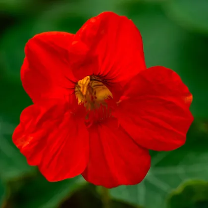 Lichořeřišnice nízká Baby Red - Kapucínka - Tropaeolum minus - semena lichořeřišnice - 8 ks