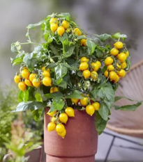 Rajče Evita Compact F1 Yellow - Solanum lycopersicum - semena rajčete - 6 ks