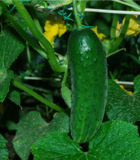 Okurka Najada F1 - Cucumis sativus - semena okurky - 15 ks